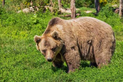AVERTIZARE RO ALERT la Sugag A fost semnalata prezenta unui urs in zona drumului de acces dintre Lacul Oasa si Luncile Prigoanei