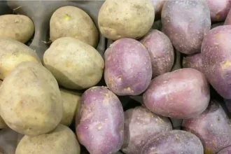 Cand se planteaza cartofii primavara Perioada optima pregatirea solului si alegerea tuberculilor pentru o recolta bogata