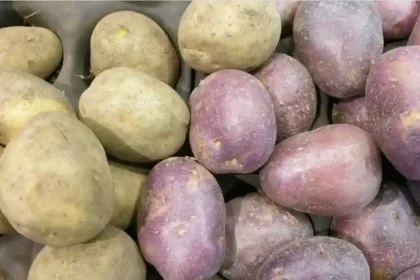 Cand se planteaza cartofii primavara Perioada optima pregatirea solului si alegerea tuberculilor pentru o recolta bogata