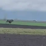 VIDEO Aparitie neasteptata in Alba Elan filmat de reprezentantii AJVPS pe un teren din judet S a stabilit pe un fond de vanatoare administrat de noi