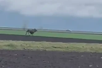 VIDEO Aparitie neasteptata in Alba Elan filmat de reprezentantii AJVPS pe un teren din judet S a stabilit pe un fond de vanatoare administrat de noi