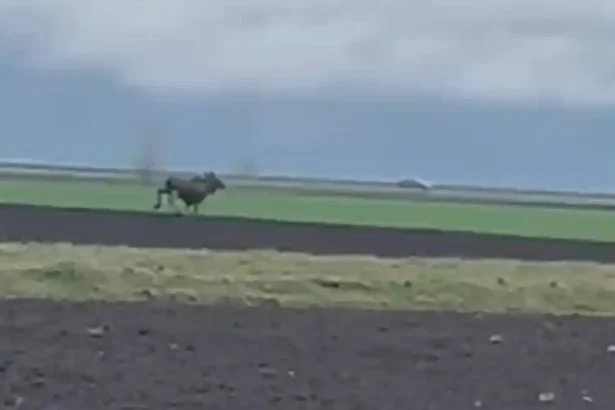 VIDEO Aparitie neasteptata in Alba Elan filmat de reprezentantii AJVPS pe un teren din judet S a stabilit pe un fond de vanatoare administrat de noi