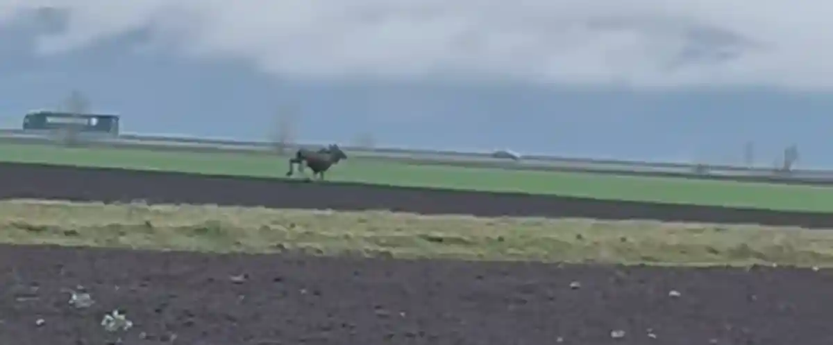 VIDEO Aparitie neasteptata in Alba Elan filmat de reprezentantii AJVPS pe un teren din judet S a stabilit pe un fond de vanatoare administrat de noi