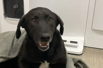 VIDEO Cruzime extrema in Alba Caine batut fara mila cu biciul de stapan si copiii acestuia pana a ramas paralizat la Calnic Puteti oare sa va imaginati o asemenea scena