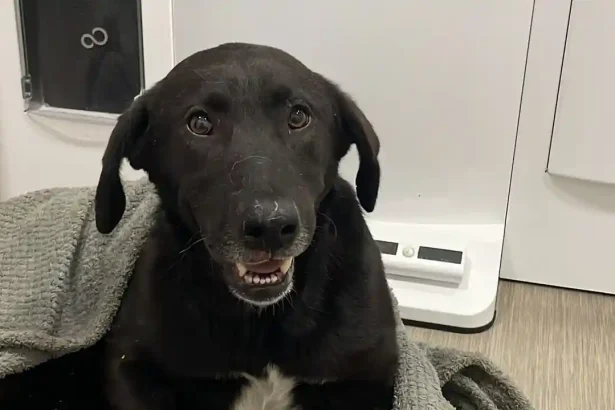 VIDEO Cruzime extrema in Alba Caine batut fara mila cu biciul de stapan si copiii acestuia pana a ramas paralizat la Calnic Puteti oare sa va imaginati o asemenea scena