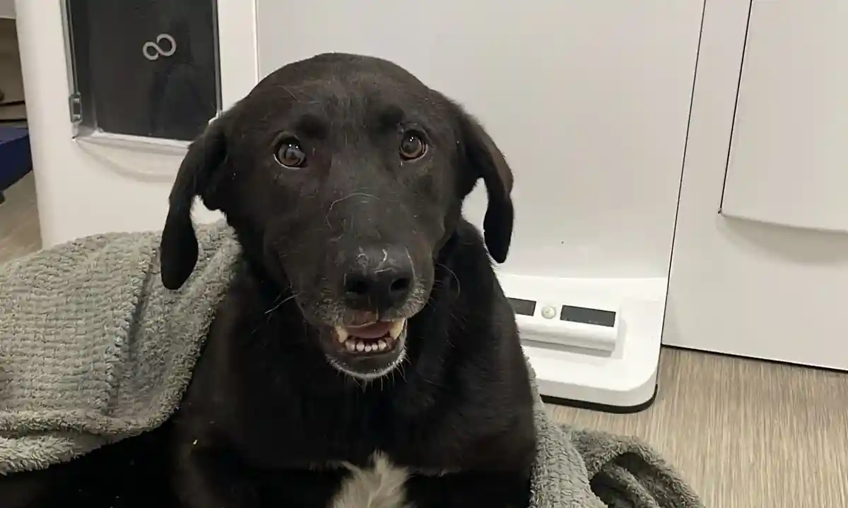 VIDEO Cruzime extrema in Alba Caine batut fara mila cu biciul de stapan si copiii acestuia pana a ramas paralizat la Calnic Puteti oare sa va imaginati o asemenea scena