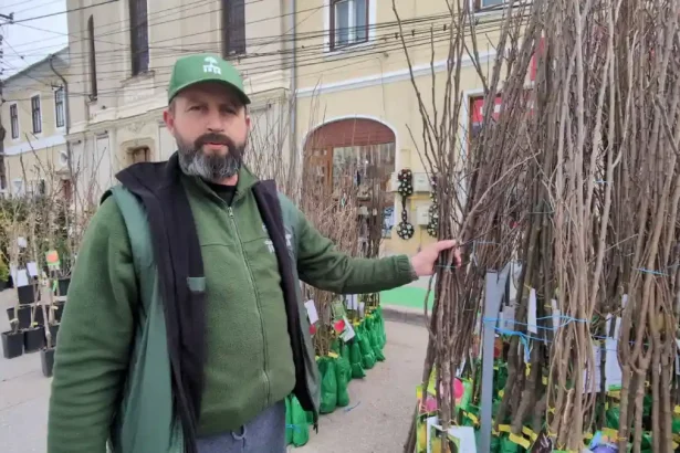 VIDEO Cum si cand se planteaza pomii fructiferi Pasii esentiali pentru a avea copaci sanatoi si rodii
