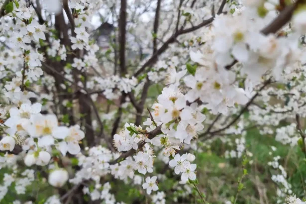cum va fi vremea in romania de florii si paste 2026 temperaturi conforme cu specificul perioadei prognoza meteo pentru urmatoarele 4 saptamani