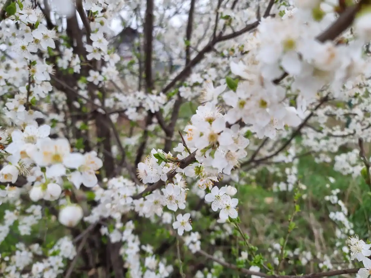 cum va fi vremea in romania de florii si paste 2026 temperaturi conforme cu specificul perioadei prognoza meteo pentru urmatoarele 4 saptamani