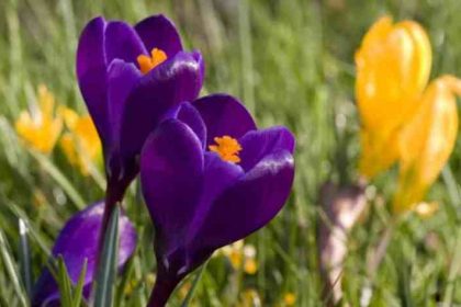 mesaje de florii 2026 idei de sms uri urari si felicitari pentru prieteni rude si colegi care isi sarbatoresc onomastica