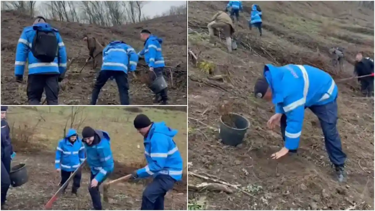 video aciune de reimpadurire in comuna noslac jandarmii din aiud au plantat peste 500 de puieti de paltin si gorun
