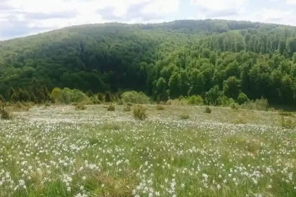 23 24 mai 2026 Sarbatoarea narciselor in Poiana Negrileasa judezul Alba un colt de rai din Apuseni