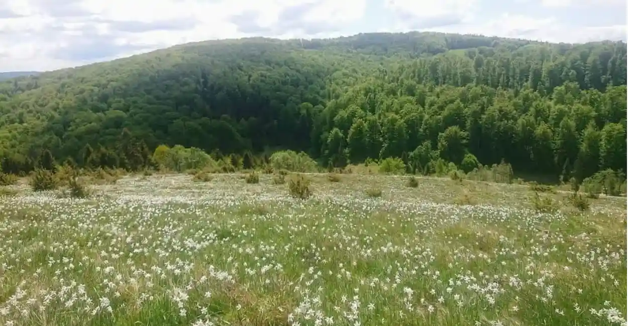 23 24 mai 2026 Sarbatoarea narciselor in Poiana Negrileasa judezul Alba un colt de rai din Apuseni