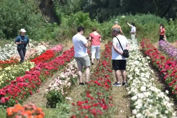 Cand se va desfasura Sarbatoarea Rozelor de la Ciumbrud in 2026 Cum pot comerciantii sa se inscrie