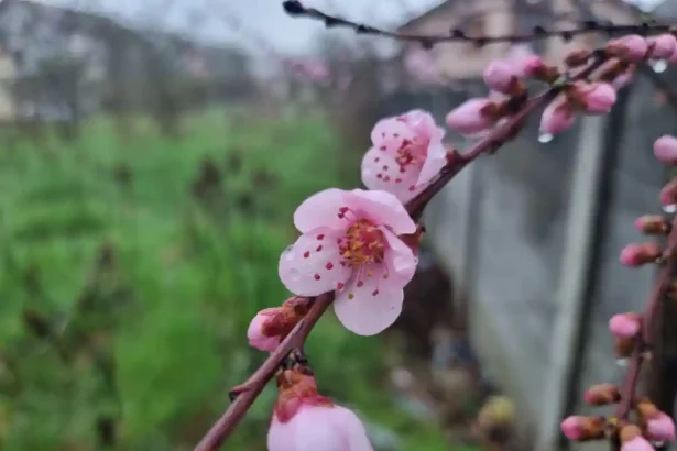 Ce mesaje urari si felicitari se transmit de Florii La multi ani de Floriile din 2026