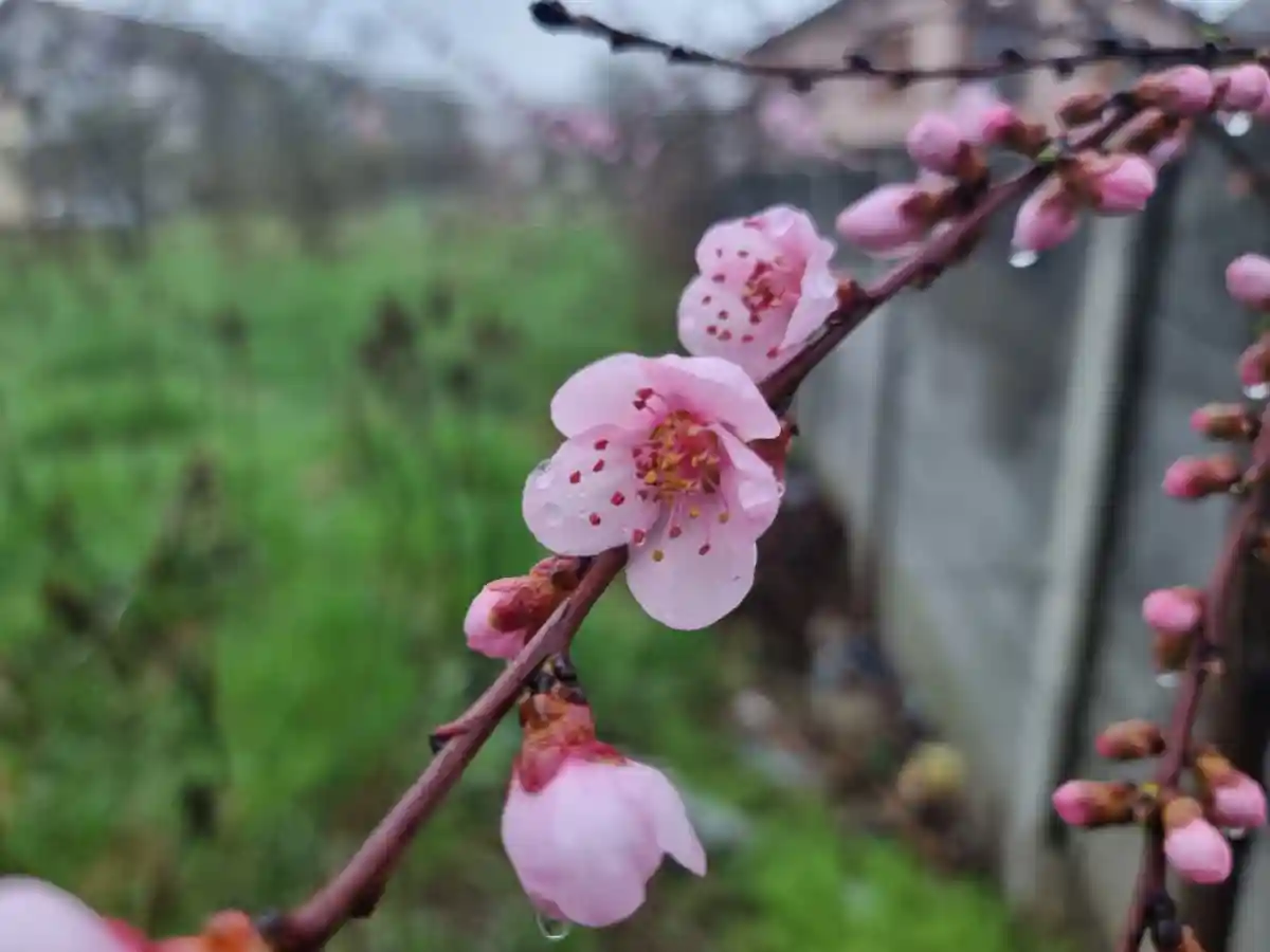 Ce mesaje urari si felicitari se transmit de Florii La multi ani de Floriile din 2026