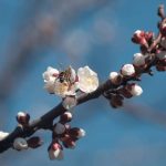 Cum va fi vremea de florii in 2026 in romania meteorologii au actualizat prognoza pentru urmatoarele 4 saptamani