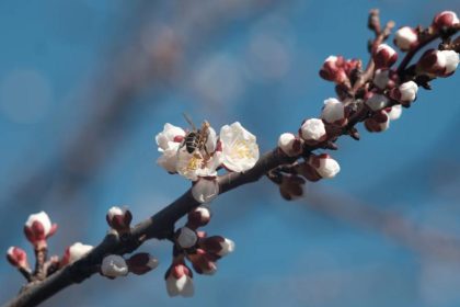 Cum va fi vremea de florii in 2026 in romania meteorologii au actualizat prognoza pentru urmatoarele 4 saptamani