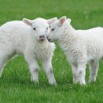 DSVSA Alba Sase abatoare autorizate in Alba pentru sacrificarea mieilor inainte de Sarbatorele Pascale Sfaturi pentru consumatori