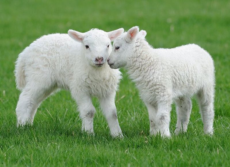 DSVSA Alba Sase abatoare autorizate in Alba pentru sacrificarea mieilor inainte de Sarbatorele Pascale Sfaturi pentru consumatori