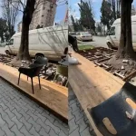 FOTO Cascarabele la zi Terasa amenajata care condamna un copac la moarte la Alba Iulia Arhitect sef Astfel de interventii nu sunt doar neconforme ci pot pune in pericol pietonii si afecteaza imaginea orasului