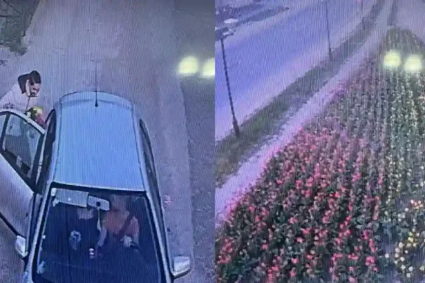 FOTO Cum a devenit parcul dintr o comuna din Alba o florarie gratuita de Paste 2026 pentru un tanar Act de vandalism si haiducie