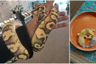 FOTO Expoziie unic de animale la Alba Mall pe 4 5 aprilie 2026 erpi reptile cameleoni iguane si tarantule dintr o aventur in lumea giganilor