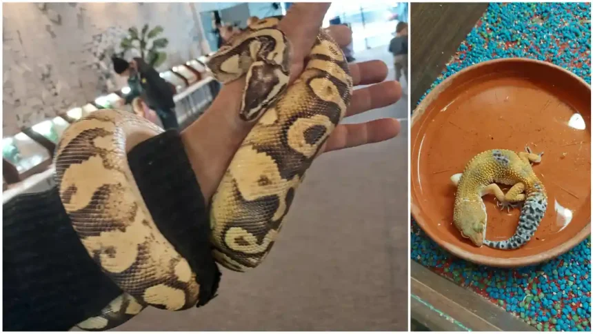 FOTO Expoziie unic de animale la Alba Mall pe 4 5 aprilie 2026 erpi reptile cameleoni iguane si tarantule dintr o aventur in lumea giganilor