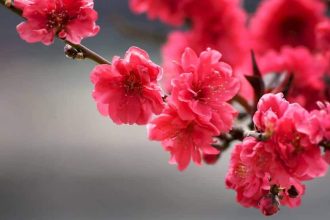 Floriile 2026 Duminica Floriilor Ortodoxe si Catolice 2027 2028 Obiceiuri traditii si superstitii