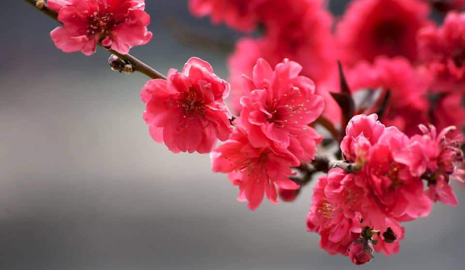 Floriile 2026 Duminica Floriilor Ortodoxe si Catolice 2027 2028 Obiceiuri traditii si superstitii