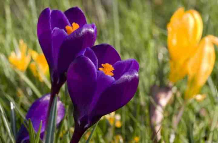 Mesaje de Florii 2026 Idei de SMS uri urari si felicitari pentru prieteni rude si colegi care sarbatorec onomastica