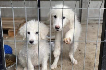 Nu cumpara adopta 4 aprilie Ziua Internationala a Animalelor fara Stapan