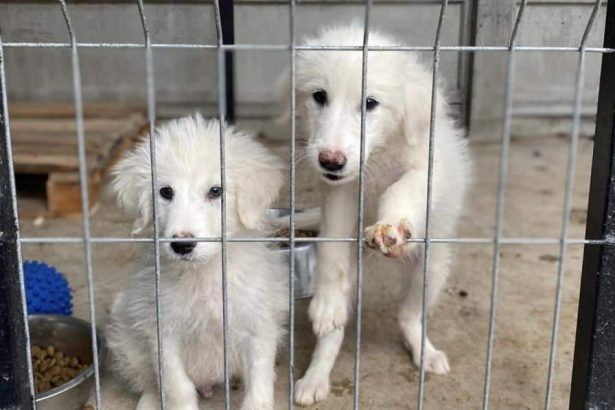 Nu cumpara adopta 4 aprilie Ziua Internationala a Animalelor fara Stapan