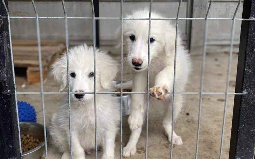 Nu cumpara adopta 4 aprilie Ziua Internationala a Animalelor fara Stapan