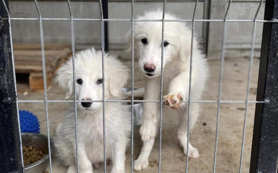 Nu cumpara adopta 4 aprilie Ziua Internationala a Animalelor fara Stapan