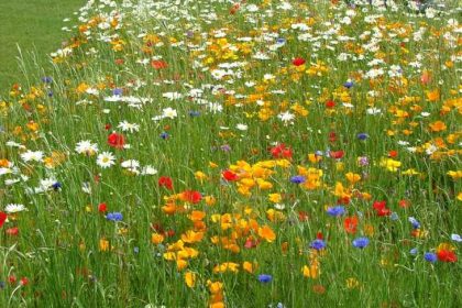 Nume pe care NU STIAI ca se sarbatoresc de FLORII Cine mai merita sa i spui La Multi Ani