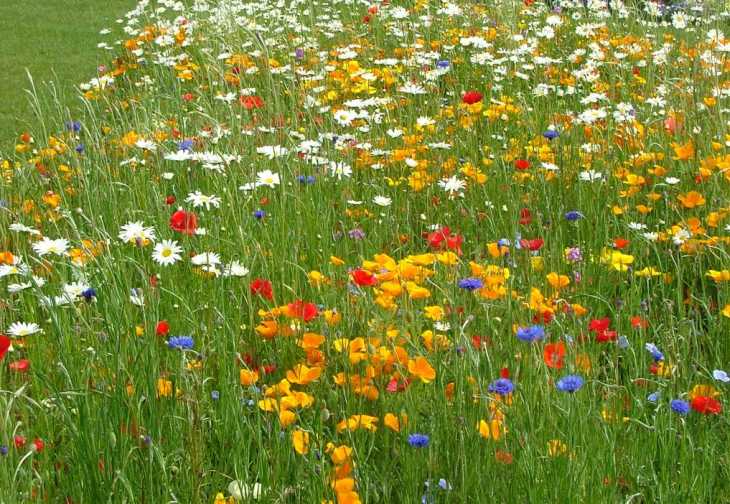 Nume pe care NU STIAI ca se sarbatoresc de FLORII Cine mai merita sa i spui La Multi Ani