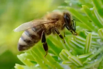 VIDEO mierea de mana de brad din apuseni obtinuta la 1300 m elixir natural pentru raceli si sanatatea plamanilor
