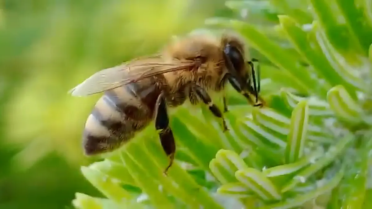 VIDEO mierea de mana de brad din apuseni obtinuta la 1300 m elixir natural pentru raceli si sanatatea plamanilor