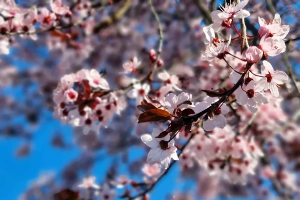 cum va fi vremea in romania pana pe 11 mai 2026 temperaturi ridicate si precipitatii reduse prognoza actualizata pe 4 saptamani