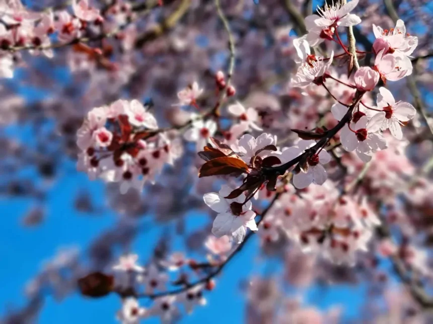 cum va fi vremea in romania pana pe 11 mai 2026 temperaturi ridicate si precipitatii reduse prognoza actualizata pe 4 saptamani