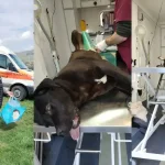 foto asociatia prietenii lui azor prima campanie de sterilizari din 2026 ce rezultate a avut actiunea de la rosia de secacs