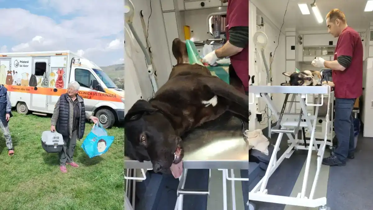 foto asociatia prietenii lui azor prima campanie de sterilizari din 2026 ce rezultate a avut actiunea de la rosia de secacs