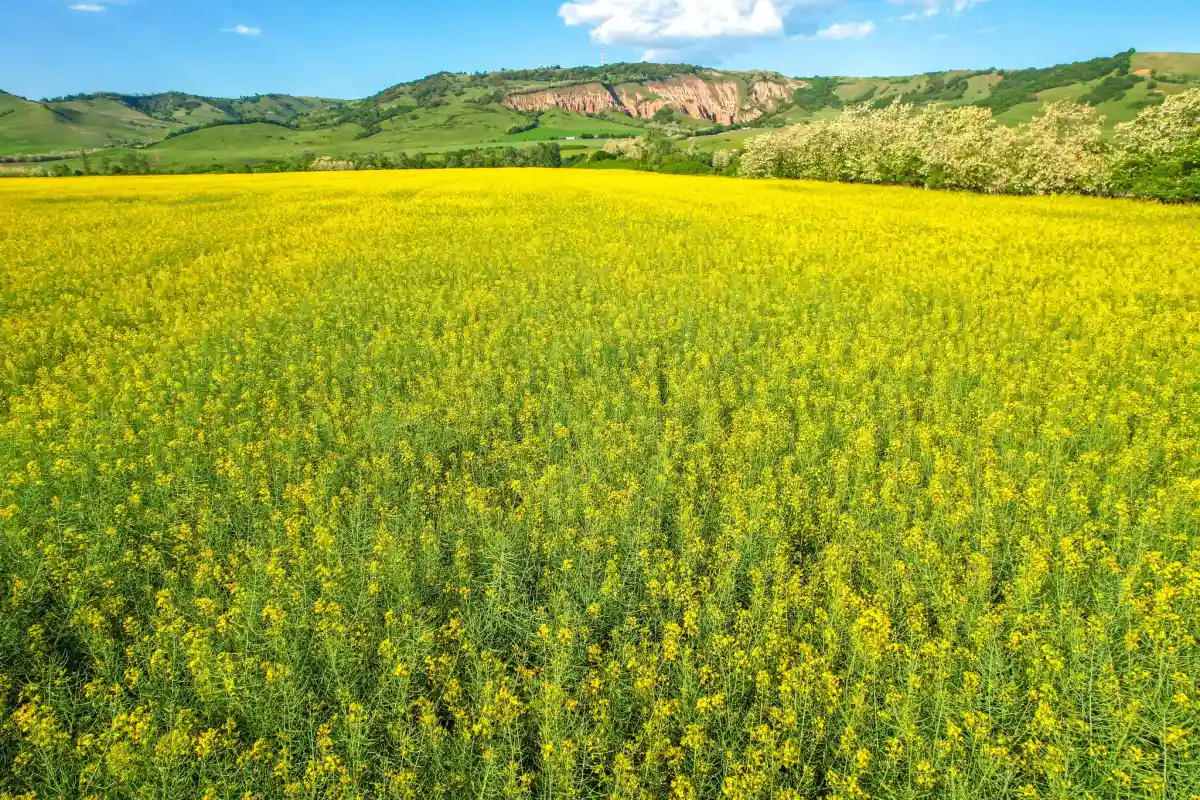 prognoza vremii in romania pentru mai 2026 ploi si fluctuatii de temperatura in ultima luna de primavara prognoza meteo de la anm pentru urmatoarele 4 saptamani