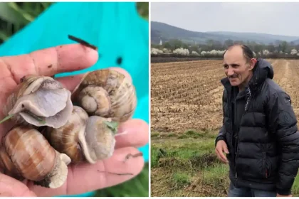 video colectarea melcilor activitatea prin care un barbat din aiud castiga bani in plus pentru a si intretine cei doi copii fac 50 de lei 60 de lei depinde cate kilograme reuseste sa stranga pe zi