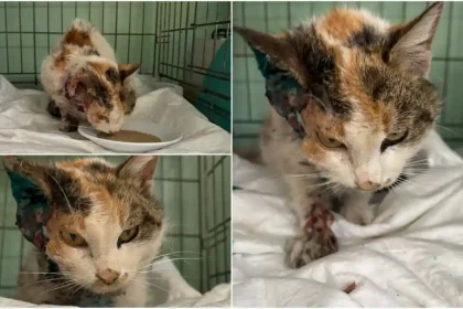 video imaginea indiferentei in alba apel urgent pentru o pisica cu tumora la cap salvata din curtea unei firme necesita investigatii medicale