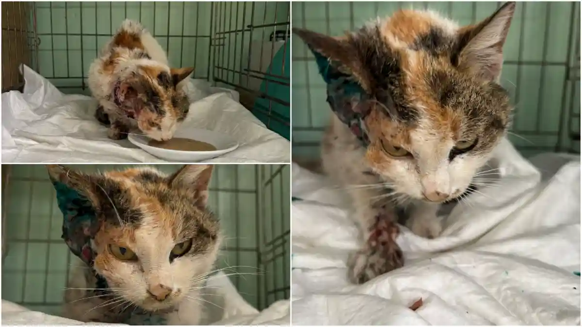 video imaginea indiferentei in alba apel urgent pentru o pisica cu tumora la cap salvata din curtea unei firme necesita investigatii medicale