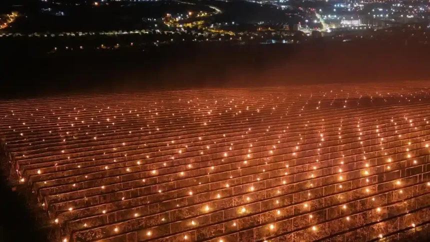 video spectaculos o ferma de pomi fructiferi din ardeal a cheltuit 40000 de euro intr o singura noapte pentru a salva florile de cires din livada inghetul tarziu a avut un impact devastator