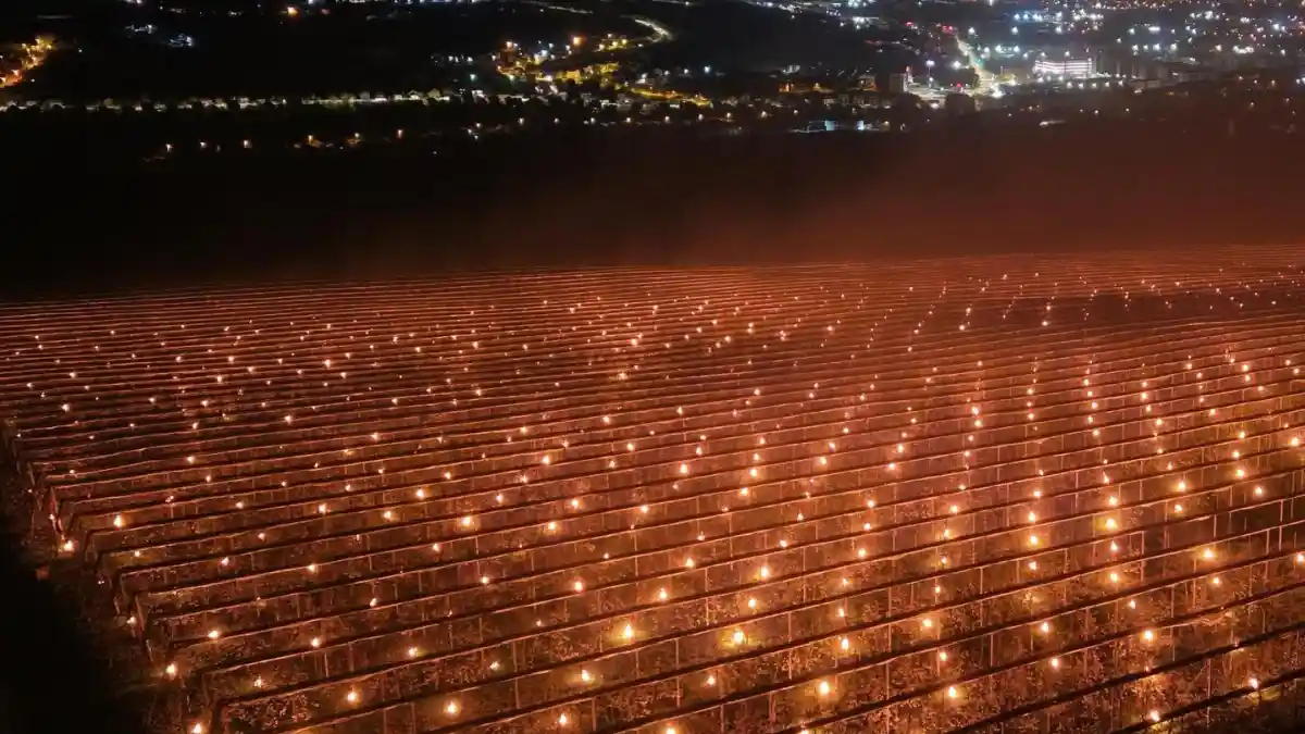 video spectaculos o ferma de pomi fructiferi din ardeal a cheltuit 40000 de euro intr o singura noapte pentru a salva florile de cires din livada inghetul tarziu a avut un impact devastator