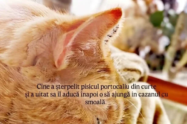 FOTO STIREA TA Un pisoi portocaliu iubit de clientii si angajatii framms din Alba Iulia a fost rapit de persoane necunoscute Cineva l a luat din curte Apel pentru a l aduce inapoi acasa